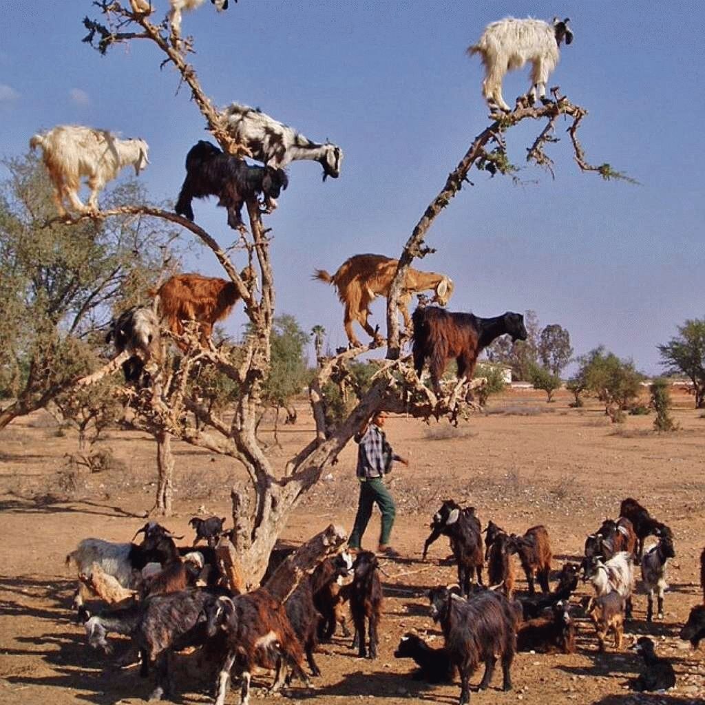 козы на деревьях в марокко